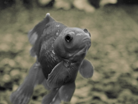 Sepia Fish